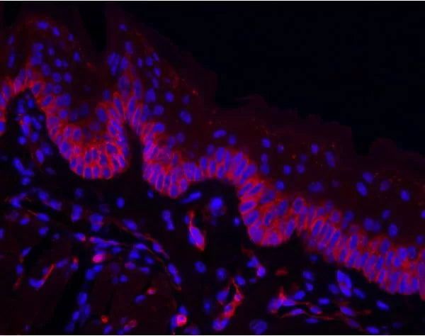 Image of VECTDL1207 - Griffonia Simplicifolia Lectin I (GSL I) isolectin B4, DyLight® 594