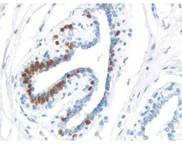 Image of VECTMP750015 - ImmPRESS Universal Antibody Kit, Peroxidase