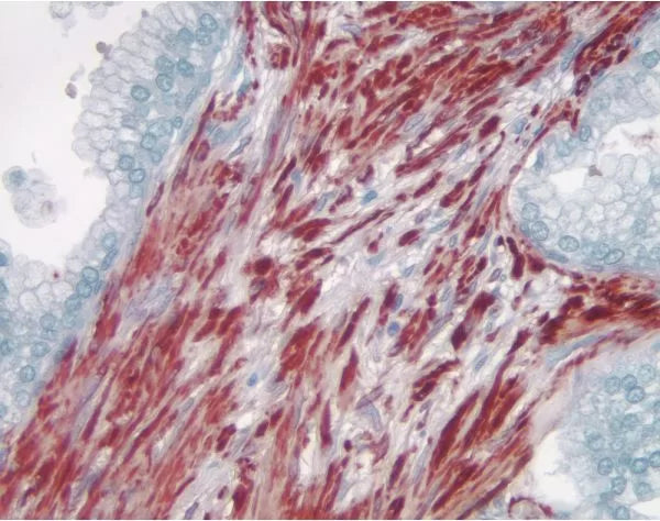 Image of VECTH5501 - VectaMount AQ Aqueous Mounting Medium