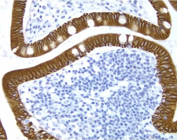 Image of VECTMP740215 - ImmPRESS Anti-Mouse IgG Reagent, made in horse, Peroxidase