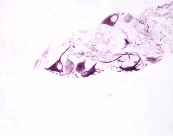 *Vector® VIP Substrate Kit, Peroxidase (HRP)