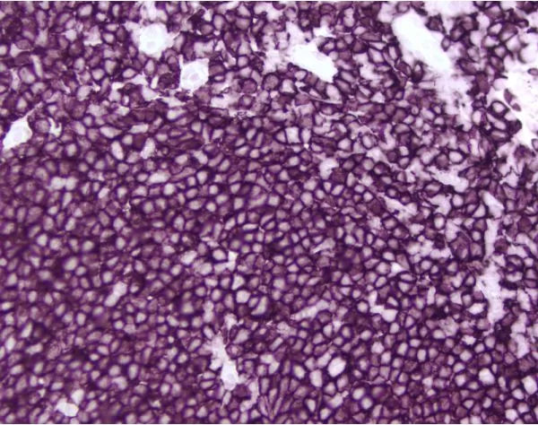 Image of VECTSK4605 - ImmPACT VIP, Peroxidase