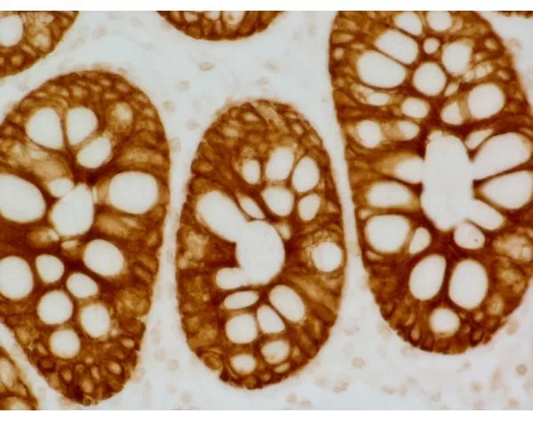 ImmPRESS Anti-Mouse IgG Reagent, made in goat, Peroxidase