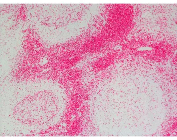 Image of ImmPRESS-AP Anti-Rat IgG Reagent, made in goat, Alkaline Phosphatase