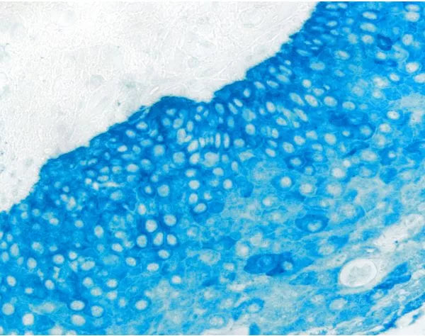 Image of VECTSK5300 - Vector Blue Substrate Kit, Alkaline Phosphatase