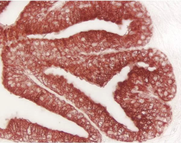 Image of VECTSK4205 - ImmPACT AEC, Peroxidase