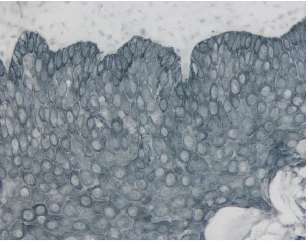 ImmPACT SG, Peroxidase