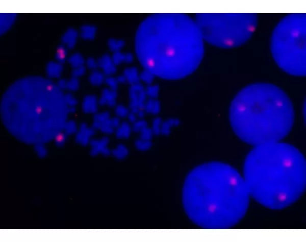 Image of VECTMB9001 - 5’ EndTag Kit