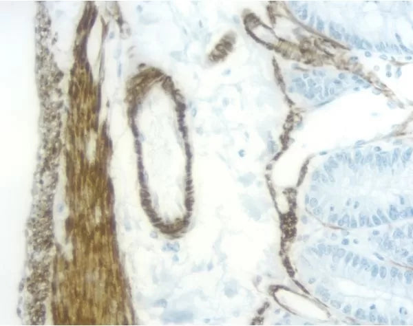 Image of VECTMP742215 - ImmPRESS Anti-Mouse IgG (Rat Adsorbed) Reagent, made in horse, Peroxidase