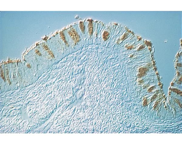 Image of VECTL101025 - Soybean agglutinin (SBA), Unconjugated, 25 mg