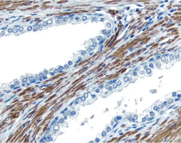 Image of VECTPK8800 - VECTASTAIN Universal Quick Kit, Concentrate