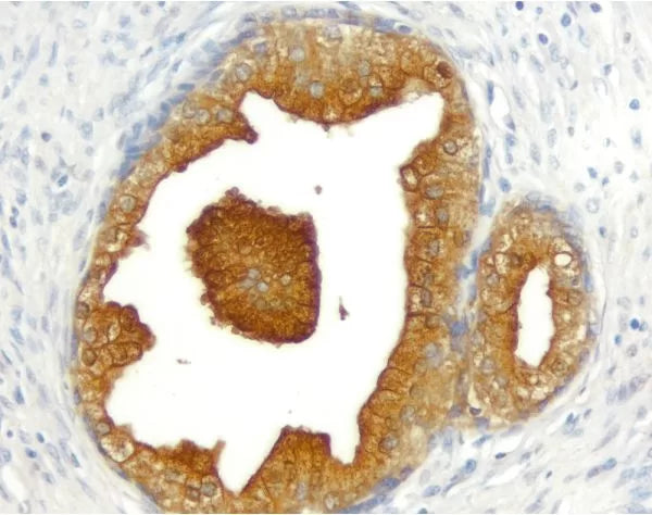 Image of VECTMP740515 - ImmPRESS Anti-Goat IgG Reagent, made in horse, Peroxidase