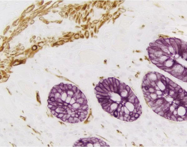 VECTASTAIN Elite ABC-Peroxidase Kit, Mouse IgG