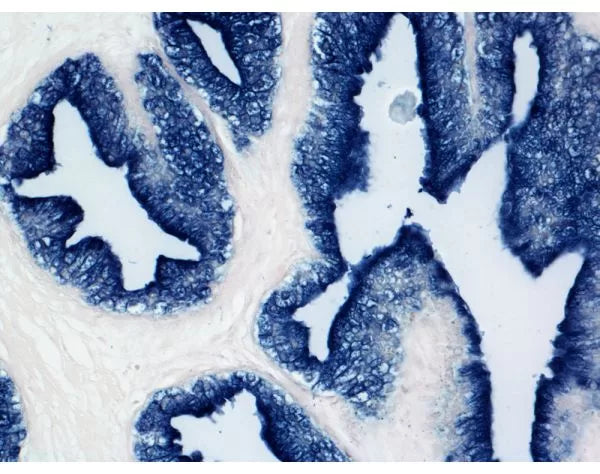 Image of VECTSK5400 - BCIP/NBT Substrate Kit IV , Alkaline Phosphatase