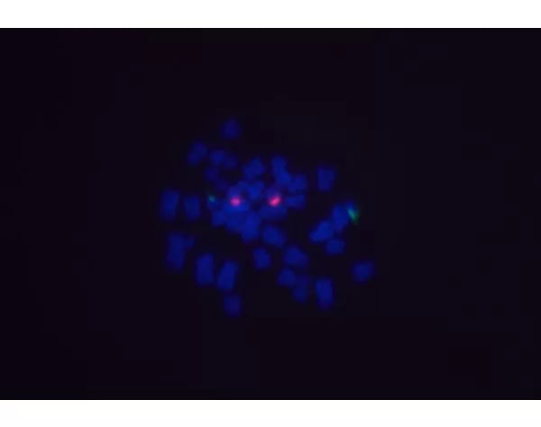 Image of VECTDI7488 - DyLight 488 Anti-Digoxigenin/Digoxin, made in goat