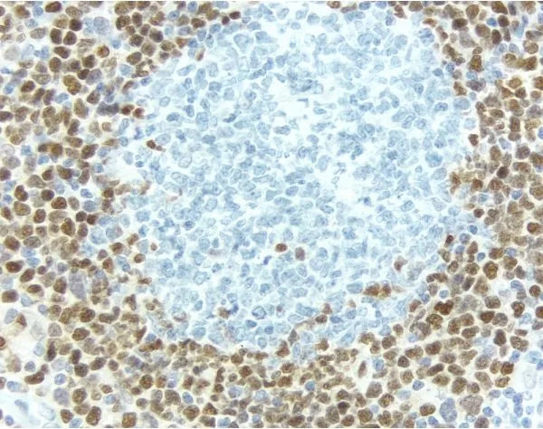 Antigen Unmasking Solution, Tris-Based, High pH