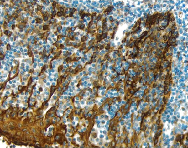 Vector Hematoxylin, Counterstains