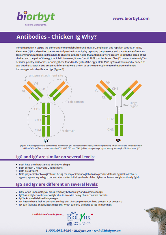 Antibodies - Chicken Ig Why?