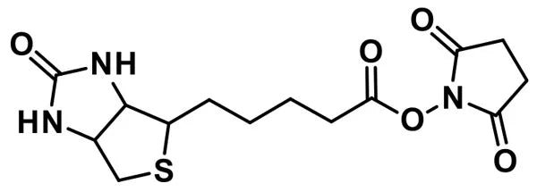 NHS-biotin - 1000 mg