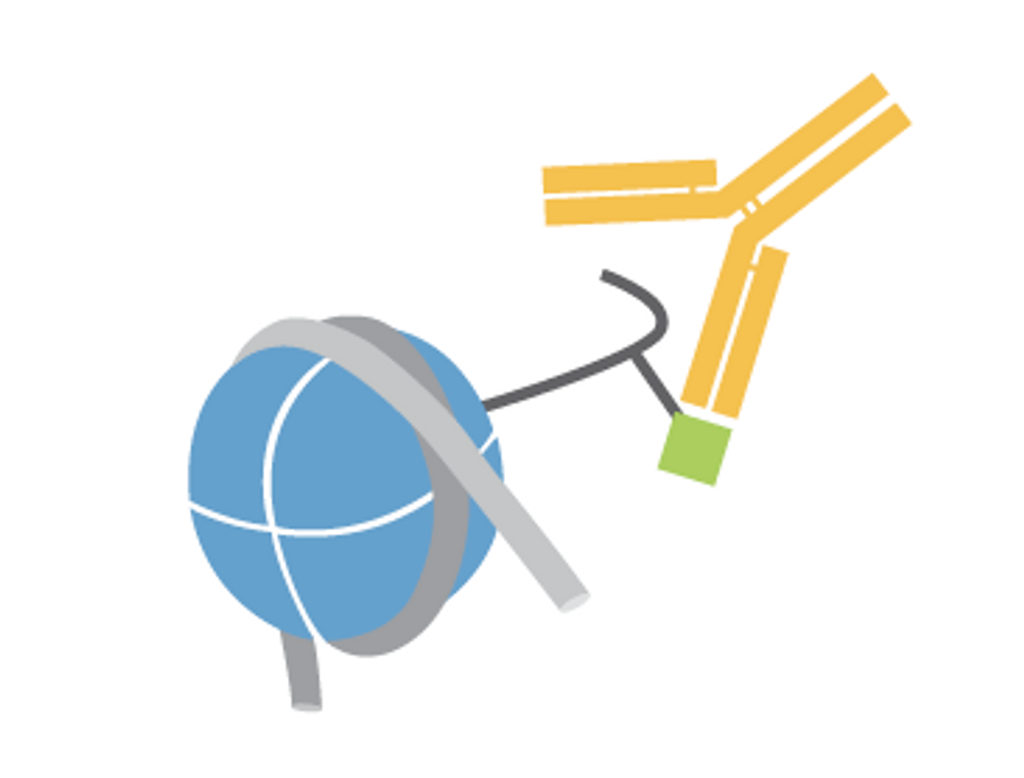 ***H3K36me3 Antibody, SNAP-Certified™ for CUT&RUN