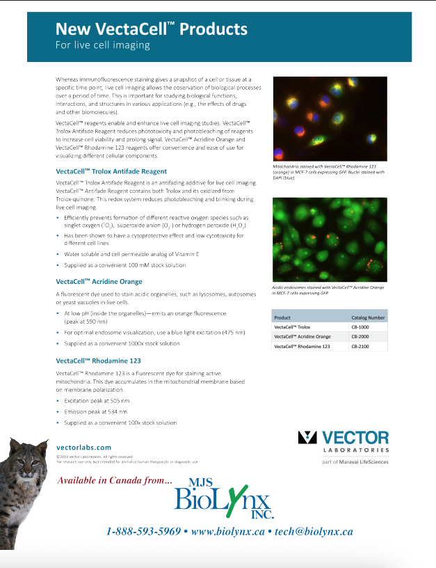 VectaCell™ Products for Live Cell Imaging