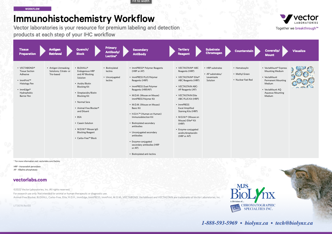 Immunohistochemistry Workflow
