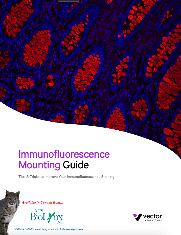 Vector Immunofluorescence Mounting Guide