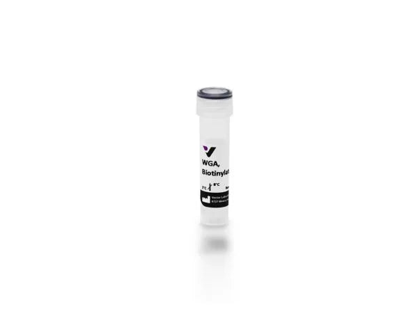 Image of VECTB1025 - Wheat germ agglutinin (WGA), Biotinylated