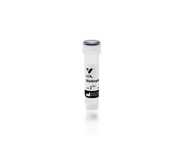 Image of VECTB1045 - Lens culinaris agglutinin (LCA, LcH), Biotinylated
