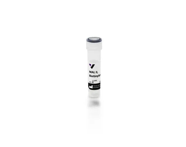 Image of VECTB1265 - Maackia amurensis lectin II (MAL II), Biotinylated