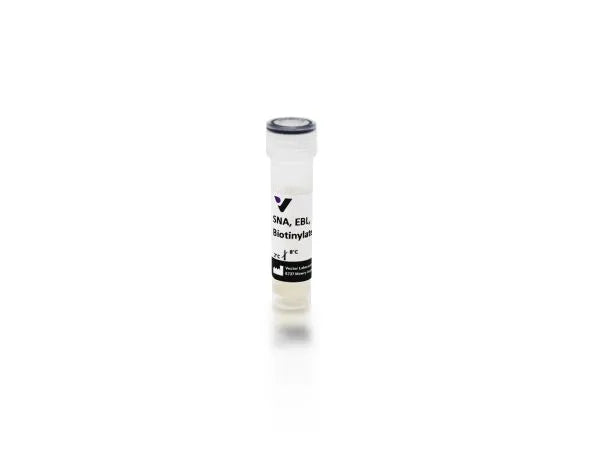 Image of VECTB1305 - Sambucus nigra lectin (SNA, EBL), Biotinylated