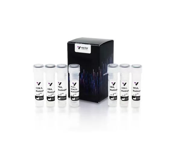 Image of VECTBK1000 - Biotinylated Lectin Kit I