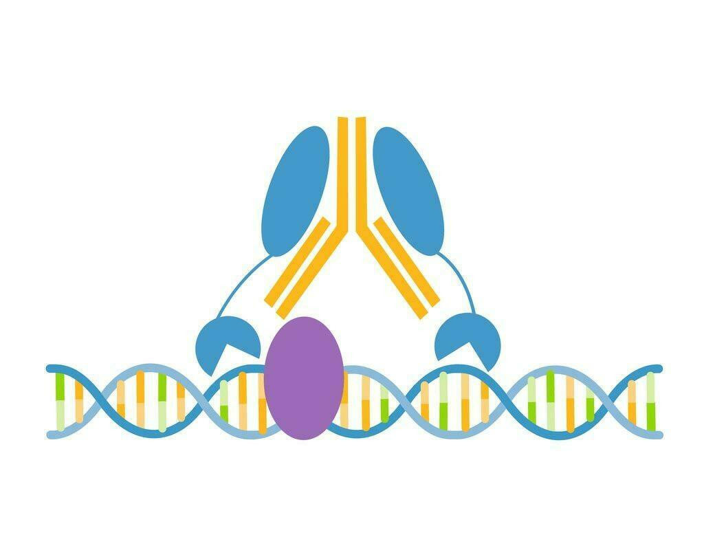 ***CHD4 CUTANA™ CUT&RUN Antibody