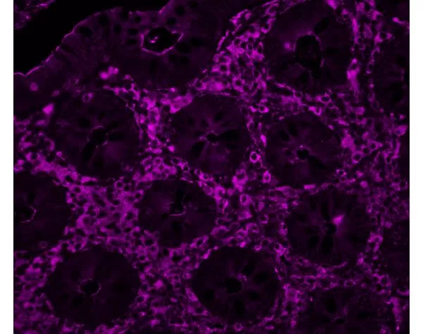 Image of VECTCL1305 - Cy5 labeled Sambucus Nigra Lectin (SNA, EBL)