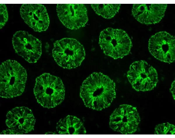 Image of VECTDK1488 - VectaFluor Excel R.T.U. Antibody Kit, DyLight 488, Anti-Rabbit