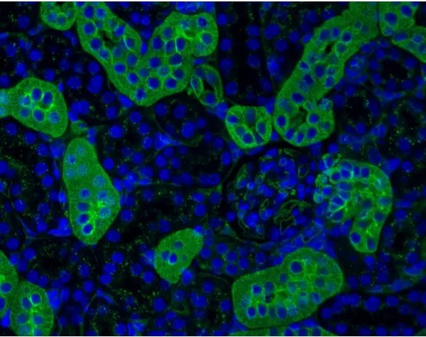 Image of VECTDL1174 - DyLight 488 Lycopersicon Esculentum (Tomato) Lectin, Affinity Purified