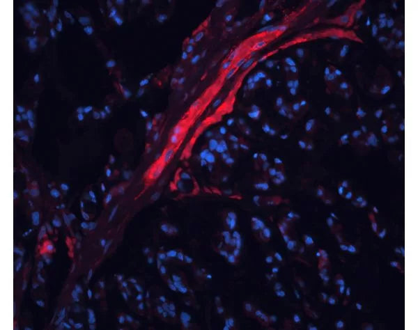 Image of VECTDL1067 - DyLight 594 Ulex Europaeus Agglutinin I