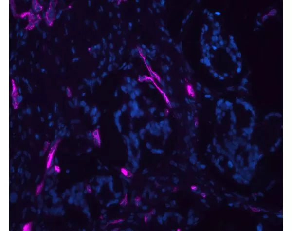 Image of VECTDL1068 - DyLight 649 Ulex Europaeus Agglutinin I
