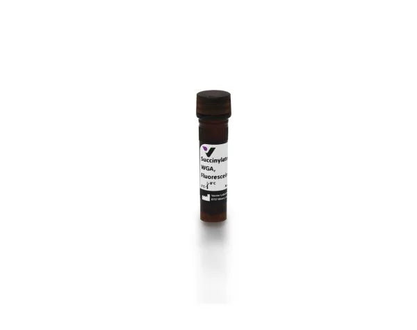 Image of VECTFL1021S - Wheat germ agglutinin (WGA), Fluorescein labeled, succinylated