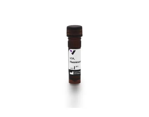 Image of VECTFL1041 - Lens culinaris agglutinin (LCA, LcH), Fluorescein labeled