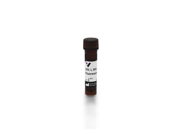 Image of VECTFL11012 - Griffonia (Bandeiraea) simplicifolia lectin I (GSL I, BSL I), Fluorescein labeled