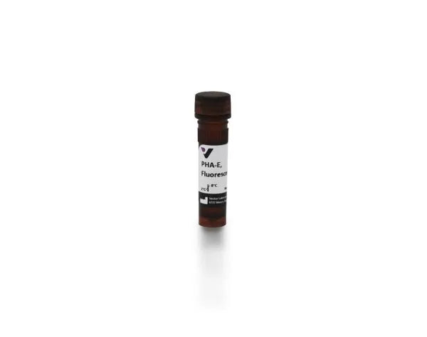 Image of VECTFL1121 - Phaseolus vulgaris Erythroagglutinin (PHA-E), Fluorescein labeled