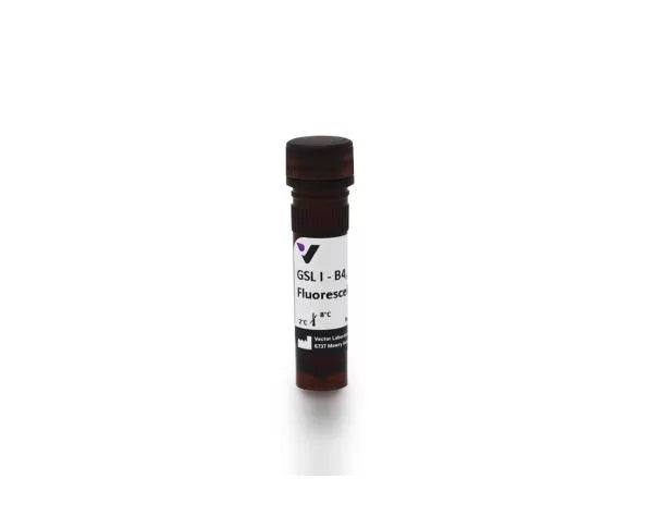 Image of VECTFL1201 - Griffonia Simplicifolia Lectin I (GSL I) isolectin B4, Fluorescein