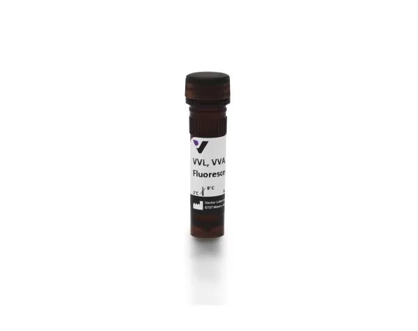 Image of VECTFL1231 - Vicia villosa lectin (VVL, VVA), Fluorescein labeled