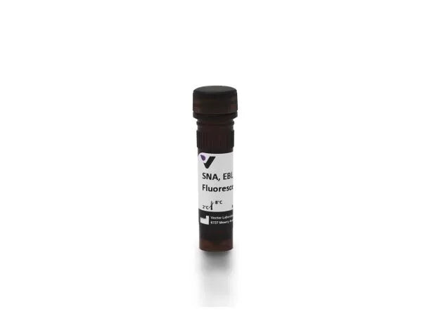 Image of VECTFL1301 - Sambucus nigra lectin (SNA, EBL), Fluorescein labeled
