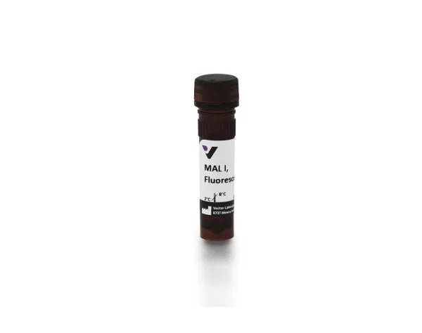 Image of VECTFL1311 - Maackia amurensis lectin I (MAL I), Fluorescein labeled