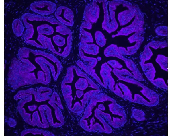 Image of VECTGSK1000 - Glysite Scout Glycan Screening Kit, Immunofluorescence 649
