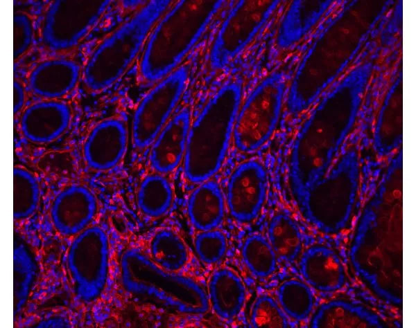 Image of VECTGSK2000 - Glysite Scout Glycan Screening Kit, Immunofluorescence 594