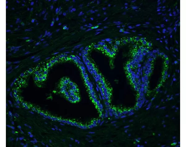 Image of VECTGSK3000 - Glysite Scout Glycan Screening Kit, Immunofluorescence 488