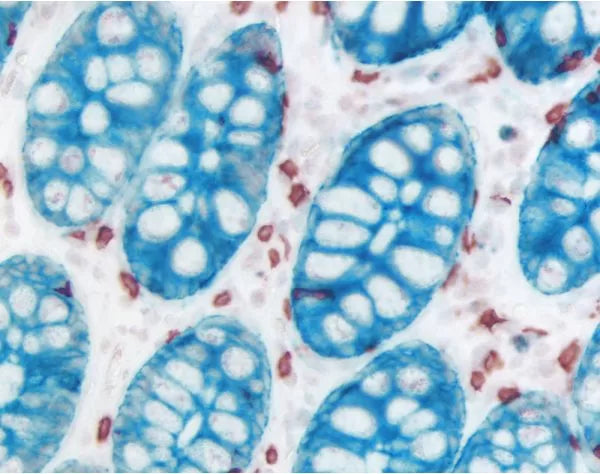 Image of VECTMP540215 - ImmPRESS-AP Anti-Mouse IgG Reagent, made in horse, Alkaline Phosphatase